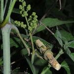 Ampelocissus latifolia Агульны выгляд