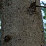 Jacaratia spinosa Bark