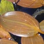 Potamogeton coloratus Leaf