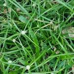 Cyperus mindorensis फूल