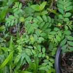 Phyllanthus tenellus Leaf