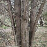 Cupressus torulosa Bark