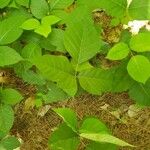 Toxicodendron radicans Листок