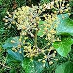 Hedera helix Lehti