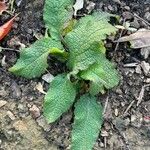 Verbascum phoeniceum 葉