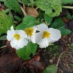 Primula vulgarisЦветок