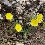 Helianthemum marifolium Buveinė