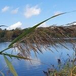 Phragmites australisKukka