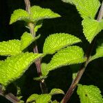 Stachytarpheta mutabilis Leaf