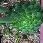 Aeonium tabulaeforme Συνήθη χαρακτηριστικά