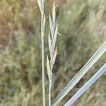 Elymus pungens Blatt