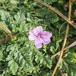 Erodium botrys Квітка