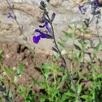 Salvia coahuilensis Flor