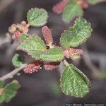 Acalypha californica 葉