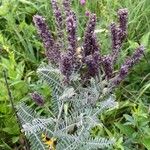 Amorpha canescens Blad