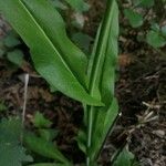 Fourraea alpina 樹皮