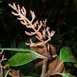 Miconia punctata Arall