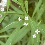 Galium aristatum Квітка