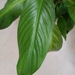 Spathiphyllum floribundum Folha