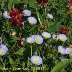 Convolvulus meonanthus Habit