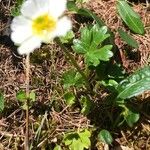 Ranunculus alpestris Leaf