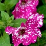 Petunia × atkinsiana ᱵᱟᱦᱟ