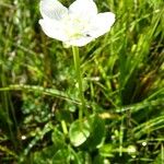 Parnassia palustris অভ্যাস