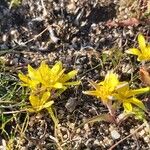 Gagea bohemica Fula