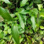 Stemona tuberosa Blatt