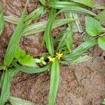 Curculigo orchioides Hábito