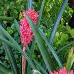 Aechmea distichantha Liść