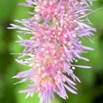 Astilbe rubra Blomma