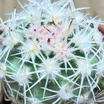 Sclerocactus wetlandicus موطن