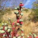 Pistacia terebinthus Fruit