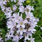 Campanula lactiflora Λουλούδι