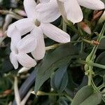 Jasminum polyanthum 花
