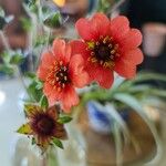 Potentilla nepalensis Flower