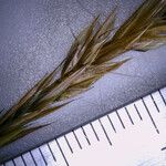 Agrostis schleicheri Flower