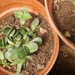 Gasteria pillansiiLeaf