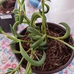 Senecio radicans Hoja