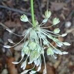 Allium oporinanthum ফুল