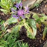 Centaurea montanaFlower