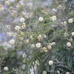 Acacia berlandieri Hábito