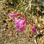 Penstemon richardsonii Flor