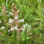 Orobanche ramosaКветка