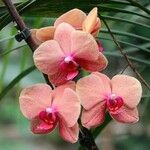 Phalaenopsis spp. फूल