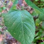 Rubus macrophyllus Blad