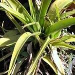 Aloe lomatophylloides Habit