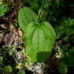 Smilax tamnoides Blatt