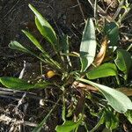 Tripolium pannonicum Leaf